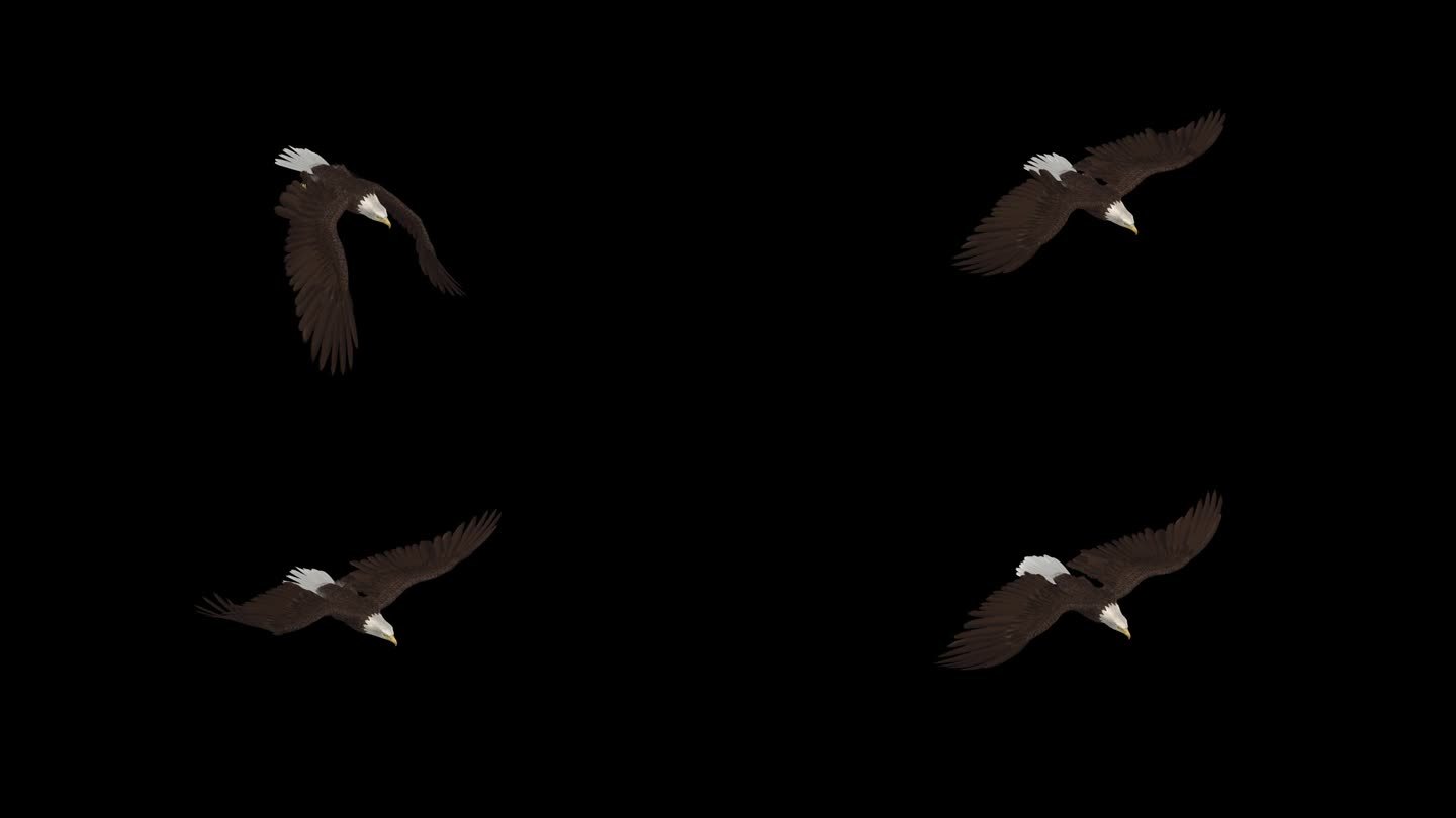 秃鹰-猛禽鸟-飞行循环循环-顶部侧面角度近距离观看-阿尔法频道