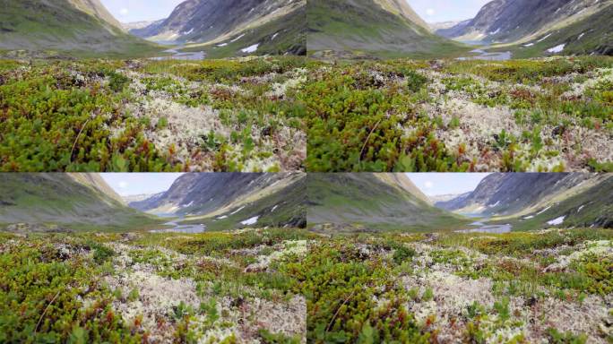 北极苔原。美丽的大自然挪威的自然景观。