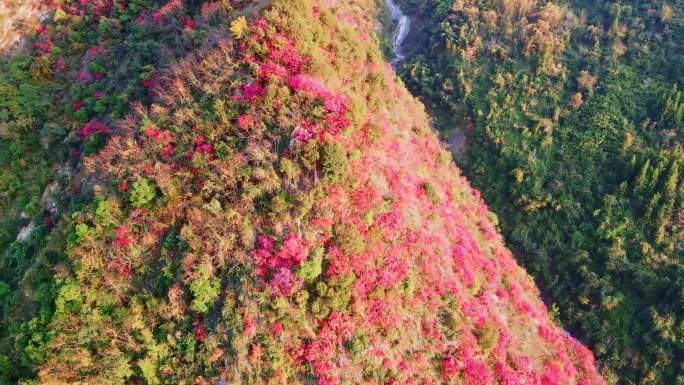 三峡红叶