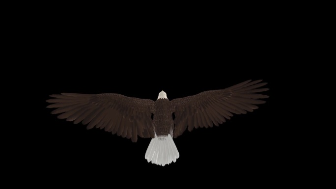 秃鹰-猛禽鸟-飞行循环循环-顶背视图近距离-阿尔法频道