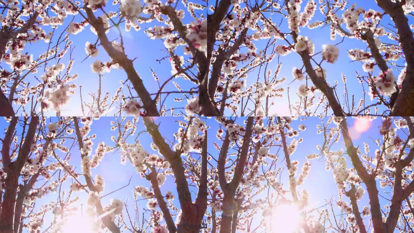 唤醒自然。春天的花。美丽的果园。春天。白色的花，开在花园里的树上，盛开着。