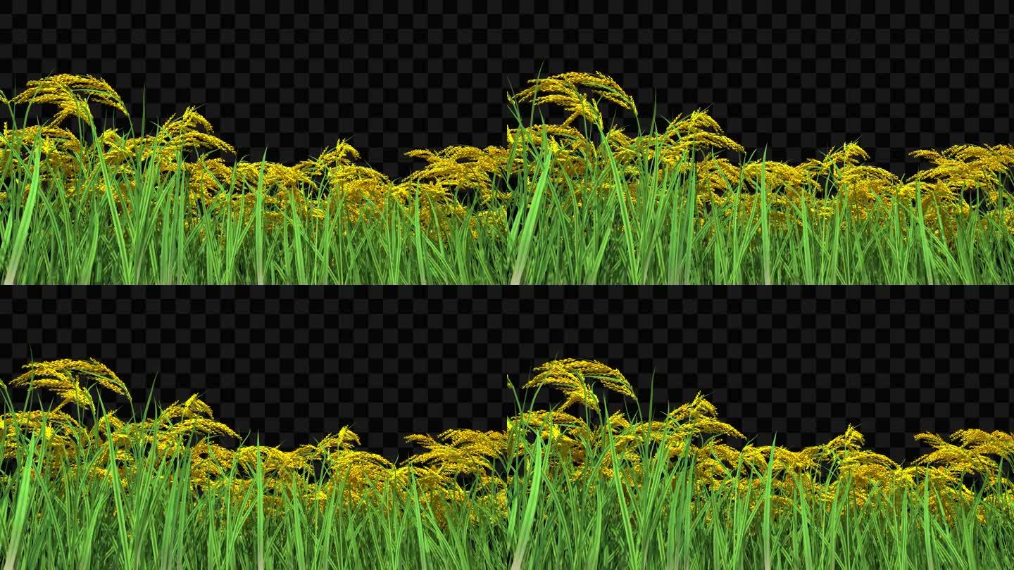 金色水稻生长动画-带透明通道