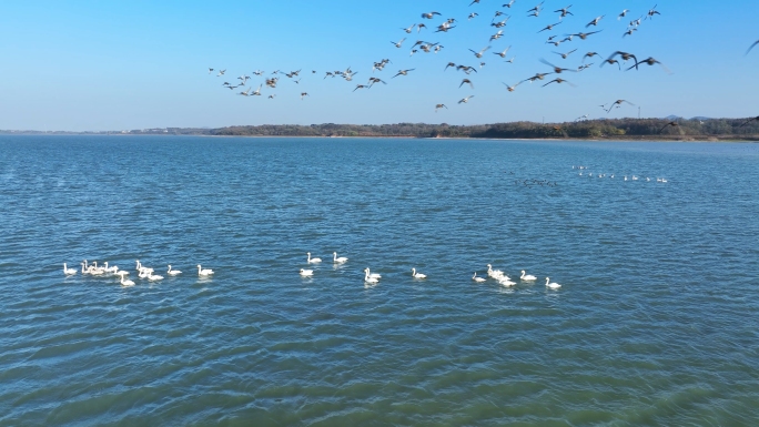 池州东至升金湖 池州旅游 池州风光 湿地