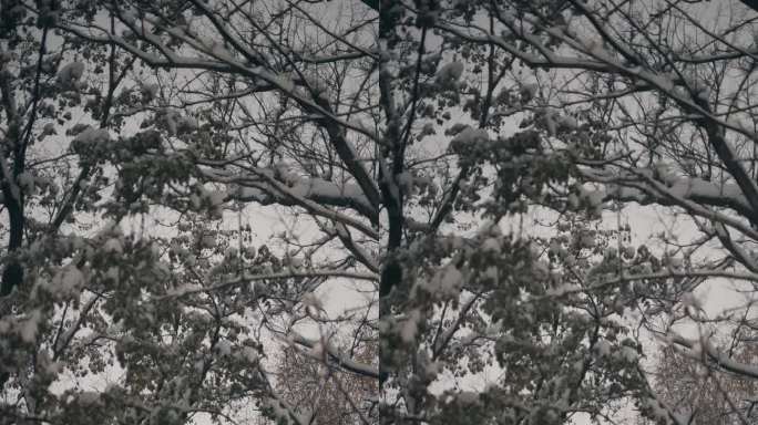 雪，夜，窗景