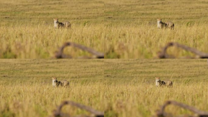 在马赛马拉的非洲野生动物游猎中，猎豹行走在长长的萨瓦纳草地上的慢动作，美丽的大型猫科动物在萨瓦纳草地