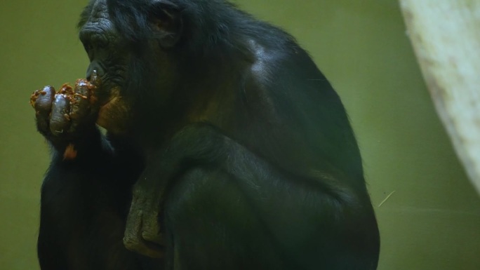 近距离观察一只倭黑猩猩吃草。