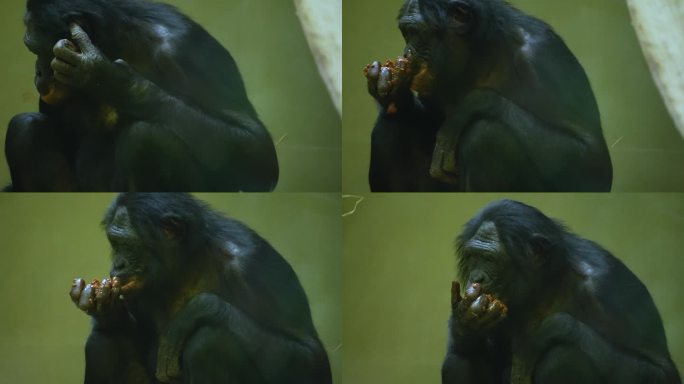 近距离观察一只倭黑猩猩吃草。