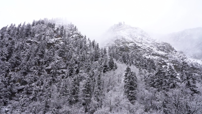 西藏然乌湖冬天森林雪松雾凇冰雪风景