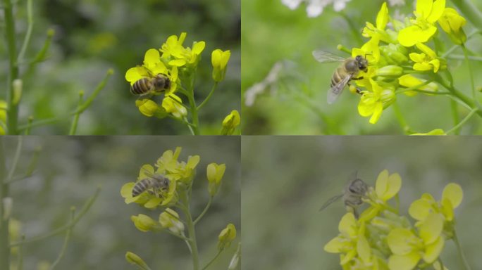 高清 100帧 蜜蜂 传粉 芫荽花1