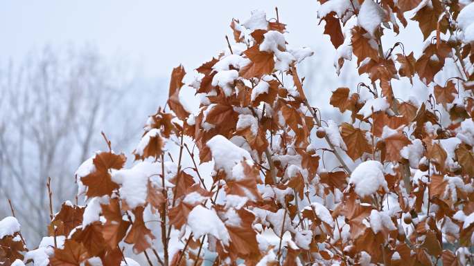 雪中的梧桐树枝头积雪