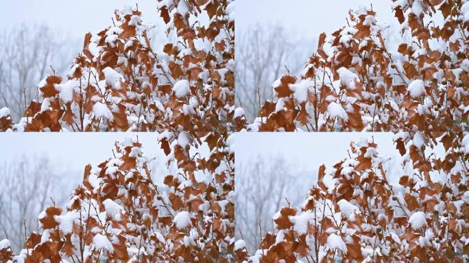 雪中的梧桐树枝头积雪