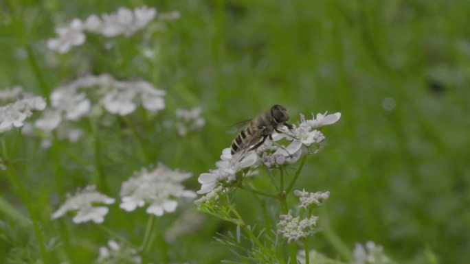 高清 100帧 蚜蝇传粉不是蜜蜂芫荽花3