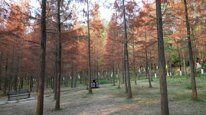 四川德阳旌阳区东湖山公园红色水杉航拍