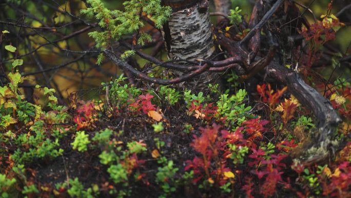 在秋天的森林地面上，黑色的树根和扭曲的树枝被色彩鲜艳的灌木丛包围着。视差视频。散景背景。