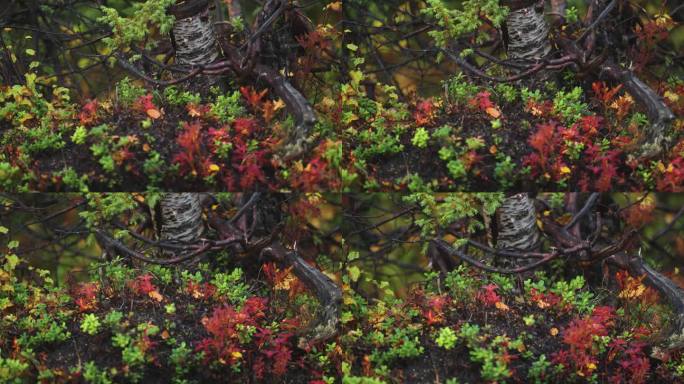 在秋天的森林地面上，黑色的树根和扭曲的树枝被色彩鲜艳的灌木丛包围着。视差视频。散景背景。