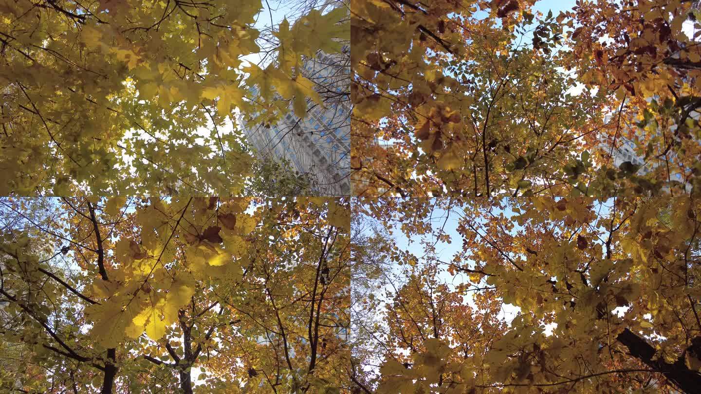 深秋季节落叶树叶秋季阳光逆光秋天意境暖阳