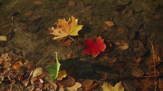 枫叶落江特写宏观。秋天的心情。季节变化。自然