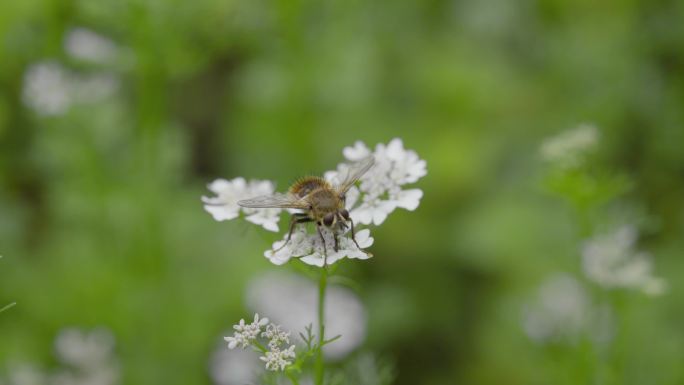 4k 自然 蜂虻传粉 芫荽花 不是蜜蜂2