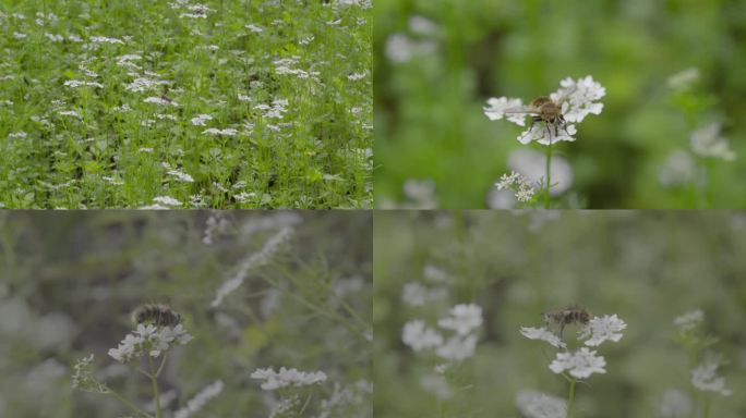 4k 自然 蜂虻传粉 芫荽花 不是蜜蜂2