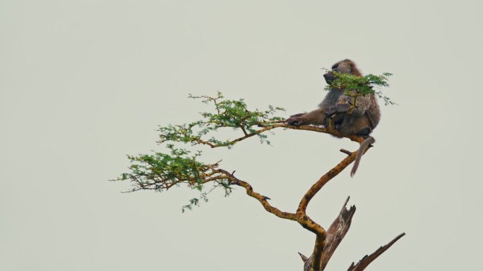 在塞伦盖蒂国家公园，一只孤零零的狒狒站在树枝上。一个灵长类动物站在高高的树枝上，对着开阔的天空