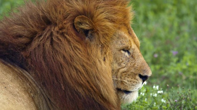在塞伦盖蒂草原上休息的狮子。拥有雄狮鬃毛的帝王风度。