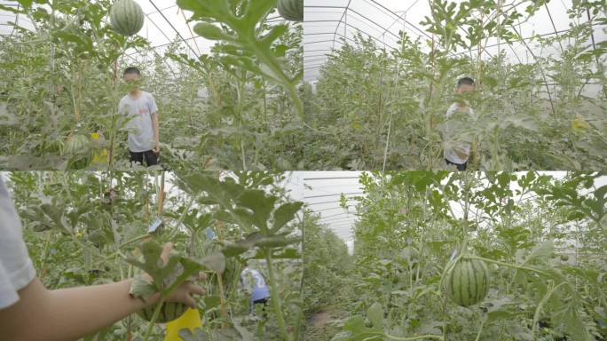 大棚西瓜种植成熟