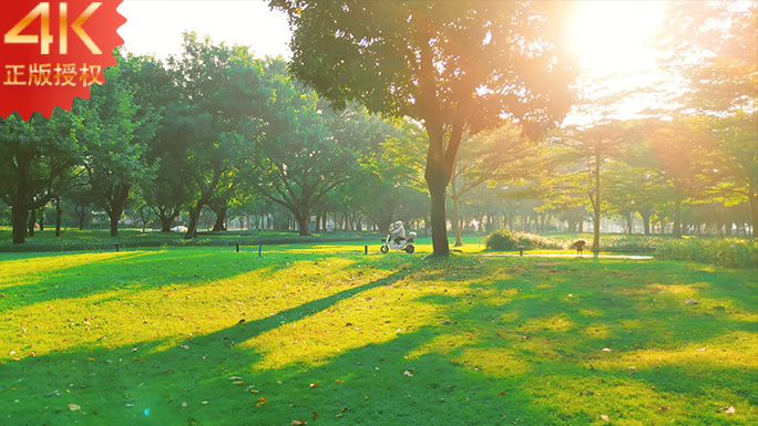 日出早晨太阳光线草地树木公园温暖光影4K