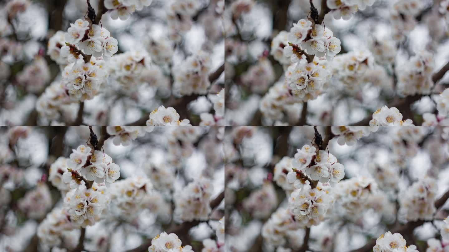 春天。唤醒自然。春暖花开。白色的花，开在花园里的树上。