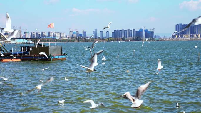 深圳冬天深圳湾公园蓝色海洋飞翔的红嘴海鸥