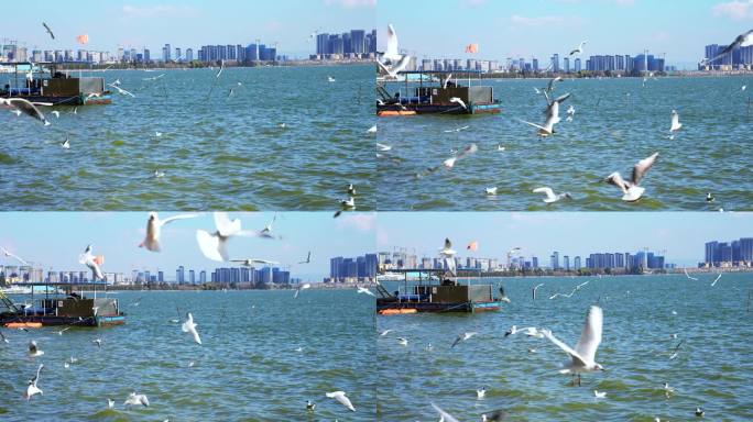 深圳冬天深圳湾公园蓝色海洋飞翔的红嘴海鸥