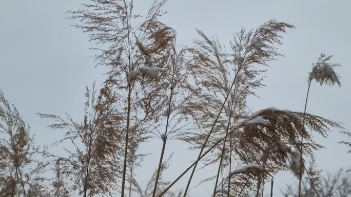 芦苇花落雪飘飘