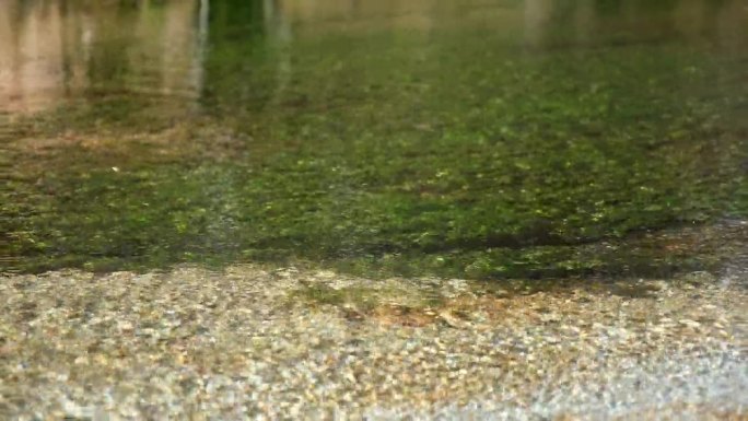 日本上高知田代池塘里清澈的水和植物的特写