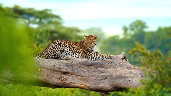 优雅的豹子栖息在坦桑尼亚野生森林的原木上。发现捕食者在丛林的树上休息