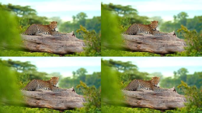 优雅的豹子栖息在坦桑尼亚野生森林的原木上。发现捕食者在丛林的树上休息