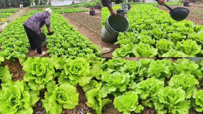 浇水淋菜 老奶奶打理菜地实拍淋菜视频素材