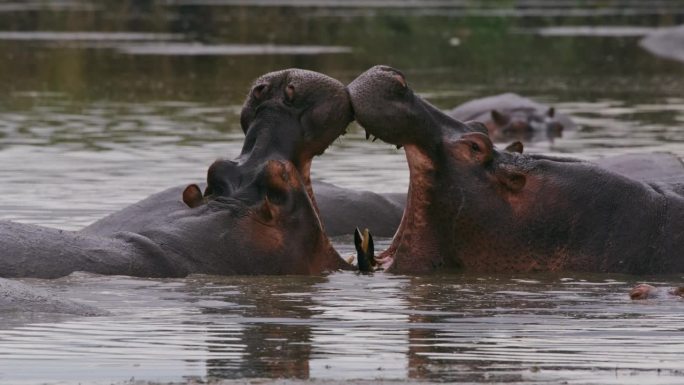 在塞伦盖蒂国家公园，两只河马张大嘴巴表达爱意。野生动物债券的独特魅力