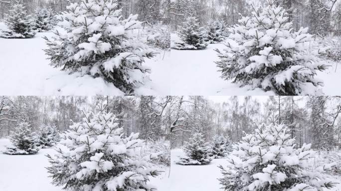 云杉的树枝上覆盖着大片的雪花。