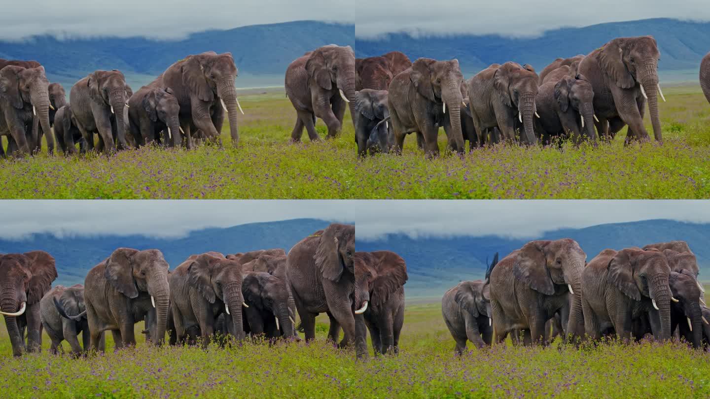 大象在坦桑尼亚茂盛的草地上优雅地漫步，草地上开着紫色的野花。厚皮动物优雅地穿过茂密的野花