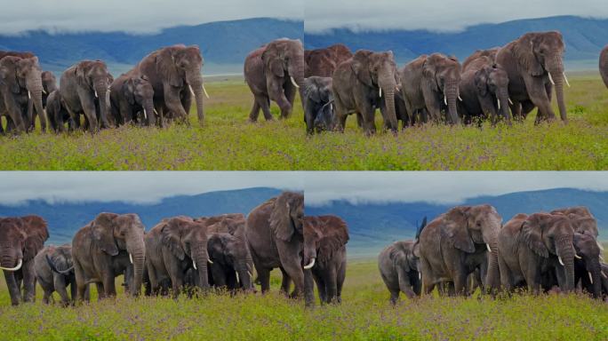 大象在坦桑尼亚茂盛的草地上优雅地漫步，草地上开着紫色的野花。厚皮动物优雅地穿过茂密的野花