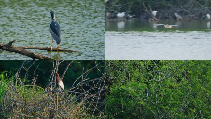 湖面湖水野生鸟类停在树枝上的夜鹭