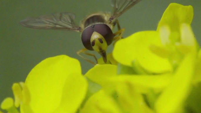 高清 100帧 蚜蝇传粉不是蜜蜂油菜花3