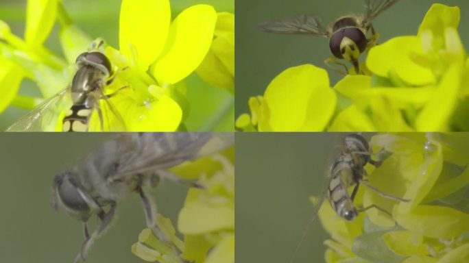 高清 100帧 蚜蝇传粉不是蜜蜂油菜花3