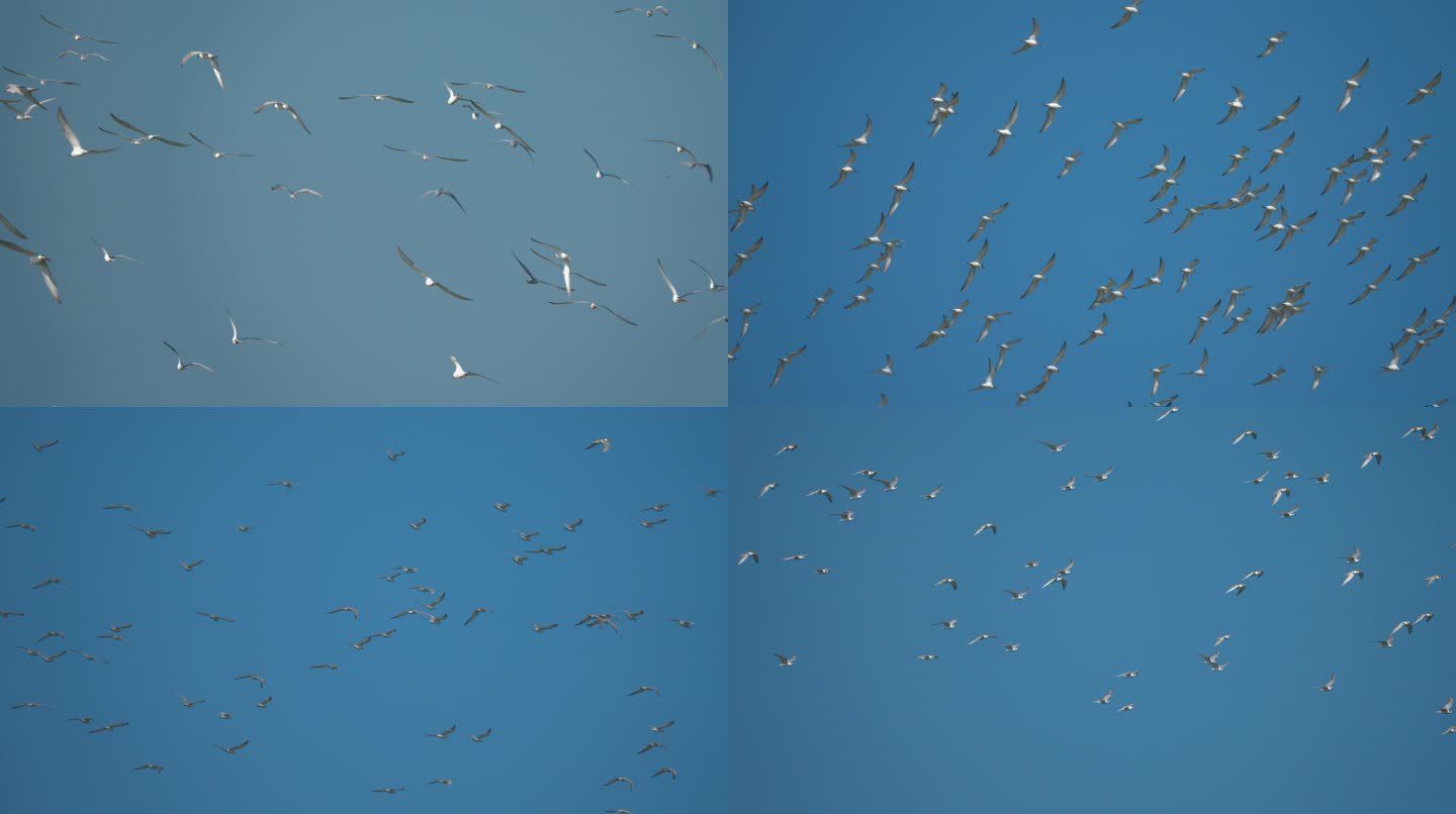 海鸥蓝天飞翔-升格动画