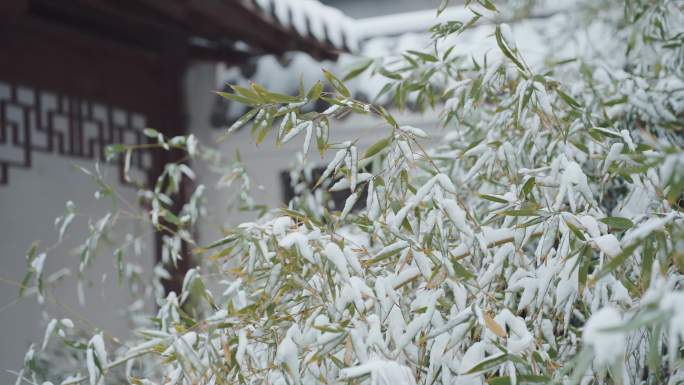 雪压枝头的竹子