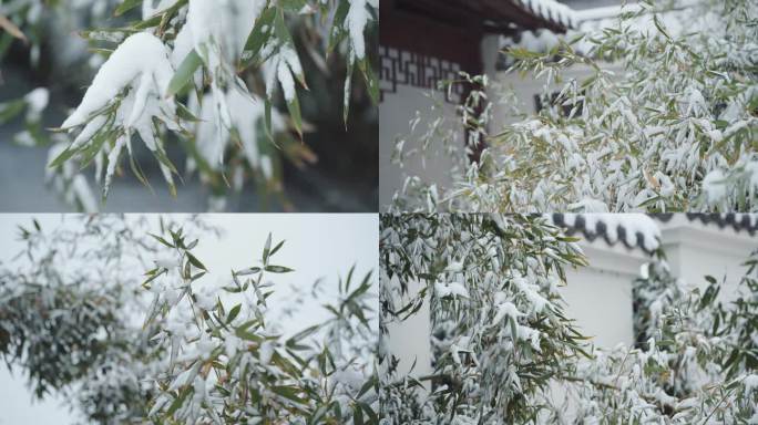 雪压枝头的竹子