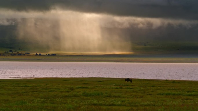 坦桑尼亚河边，一只孤独的角马优雅地在茂盛的草地上吃草。一只gnu在绿色的牧场上航行。