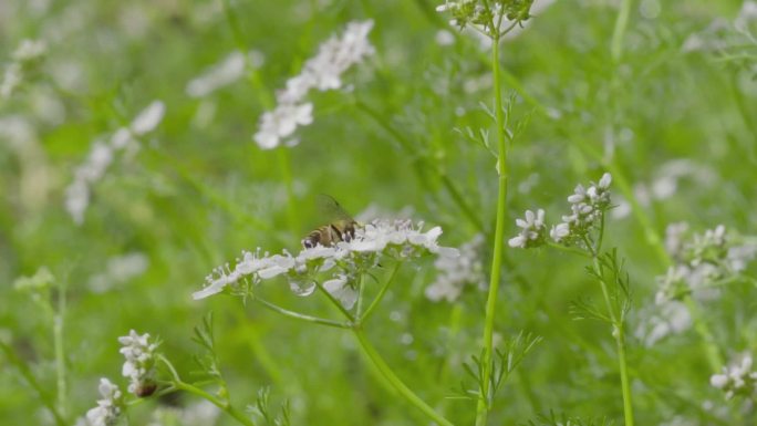 高清 100帧 蚜蝇传粉不是蜜蜂芫荽花2