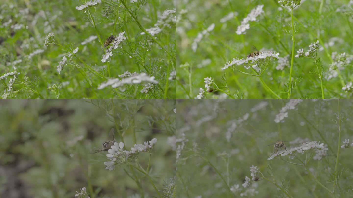 高清 100帧 蚜蝇传粉不是蜜蜂芫荽花2