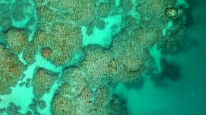 航拍左跟踪垂直拍摄的清澈的海水和珊瑚礁的新喀里多尼亚。