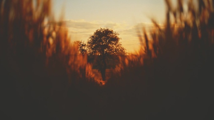 日出时，田园诗般的金色麦田里的一棵树